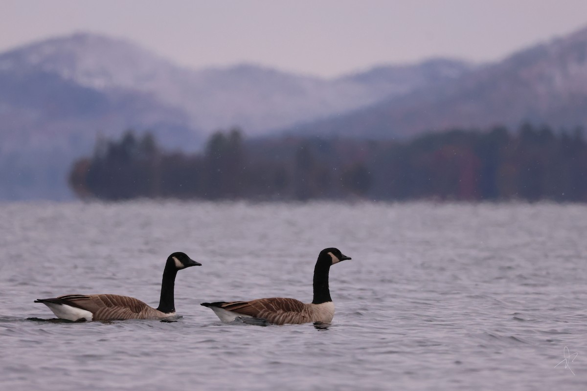Canada Goose - ML645052802