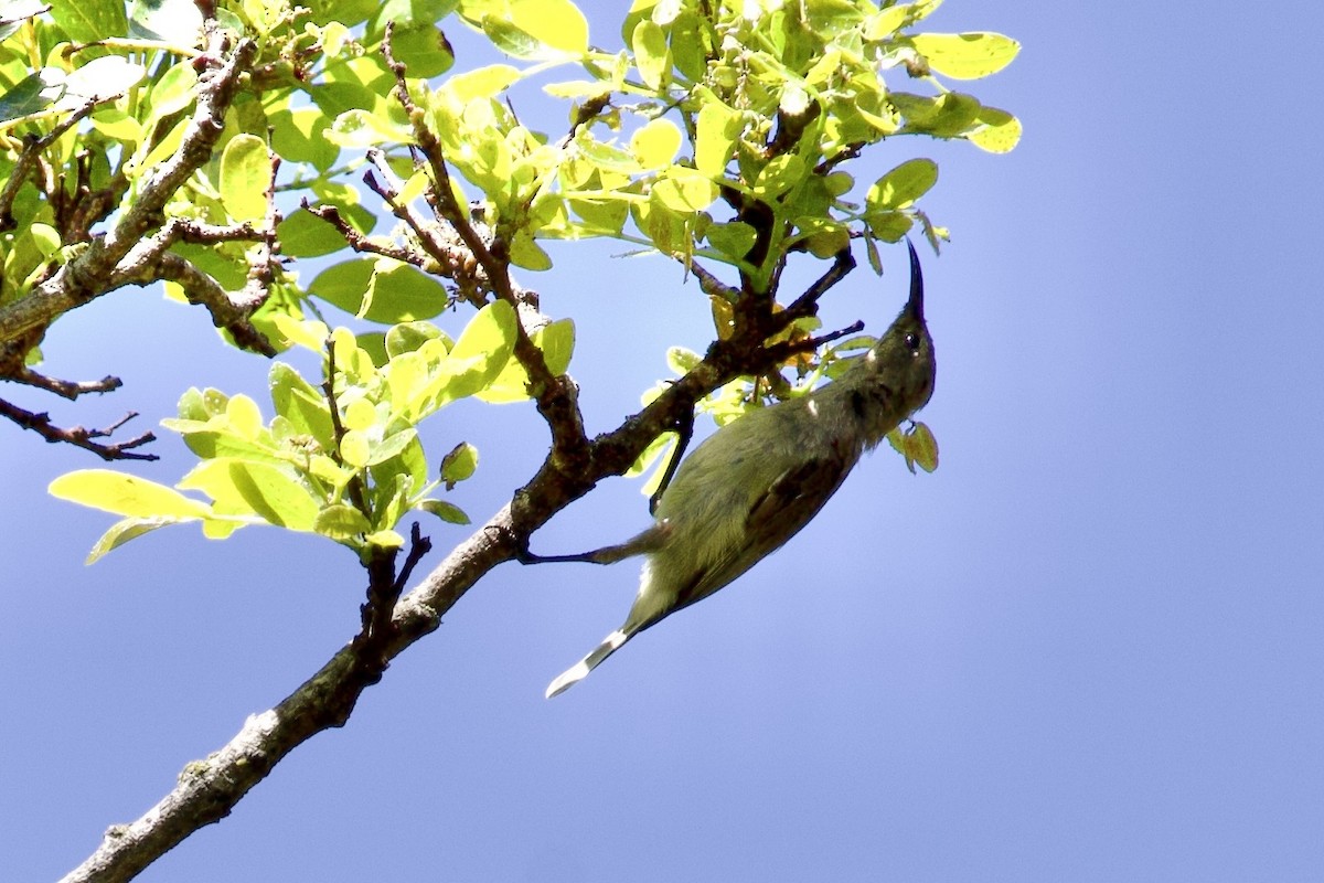 Southern Double-collared Sunbird - ML645052803