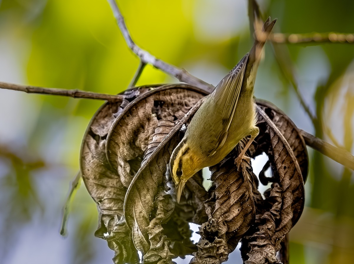 Worm-eating Warbler - ML645052808