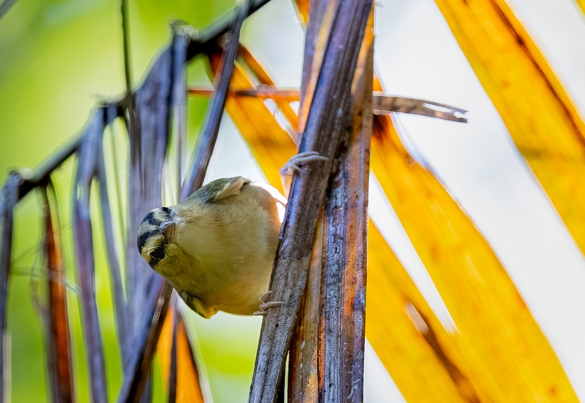 Worm-eating Warbler - ML645052809