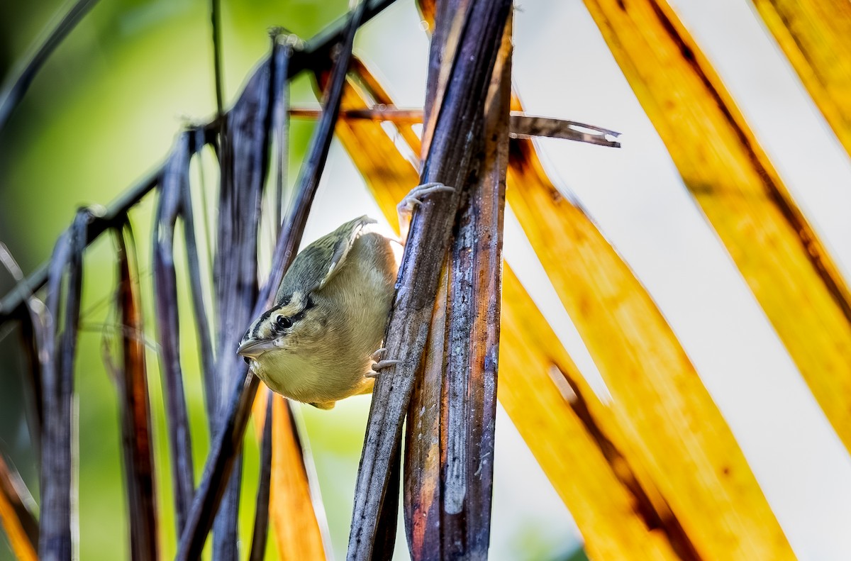 Worm-eating Warbler - ML645052810