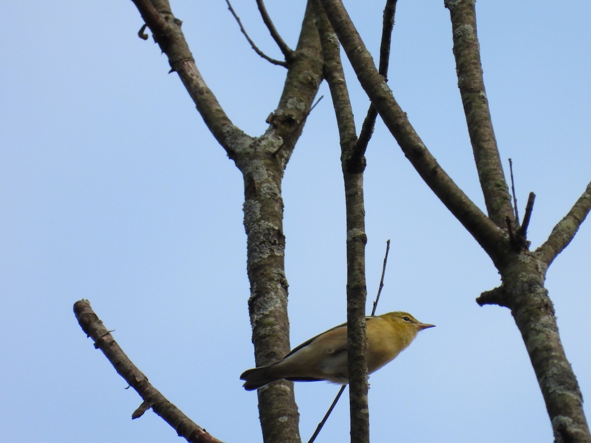 Bay-breasted Warbler - ML645052813