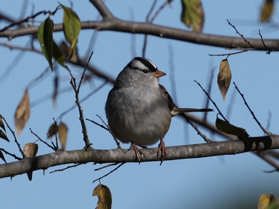White-crowned Sparrow - ML645052814