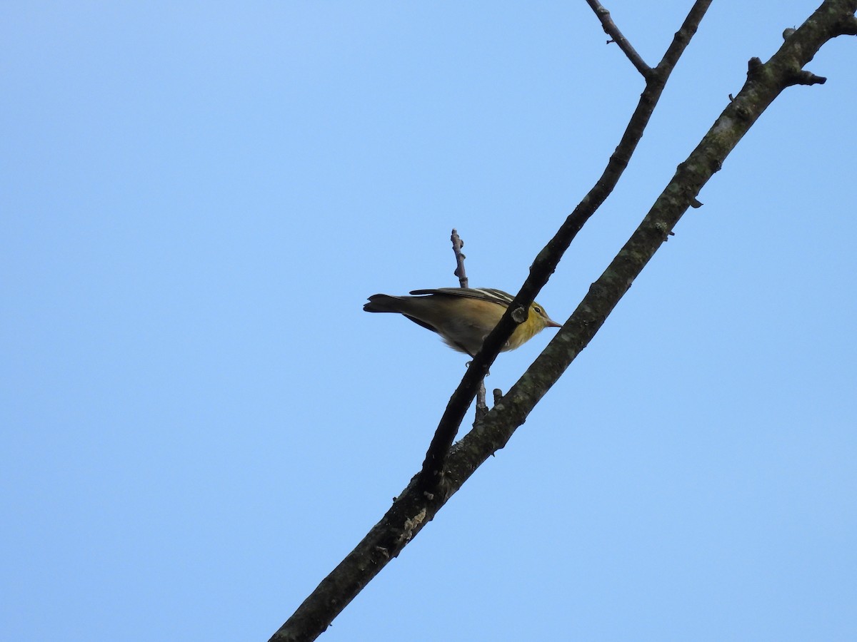 Bay-breasted Warbler - ML645052830