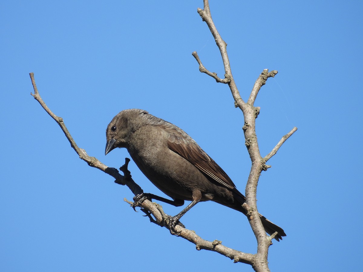 Shiny Cowbird - ML645052833