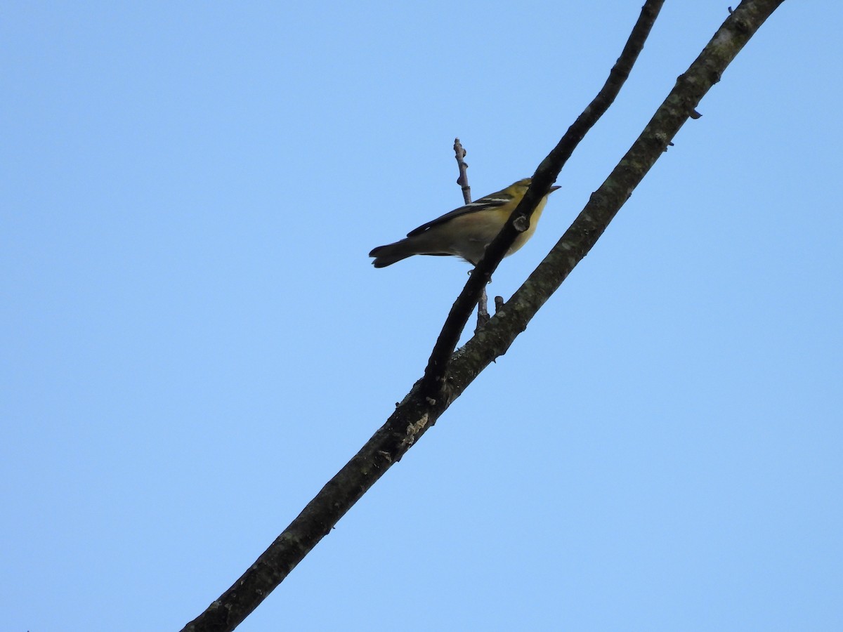 Bay-breasted Warbler - ML645052840