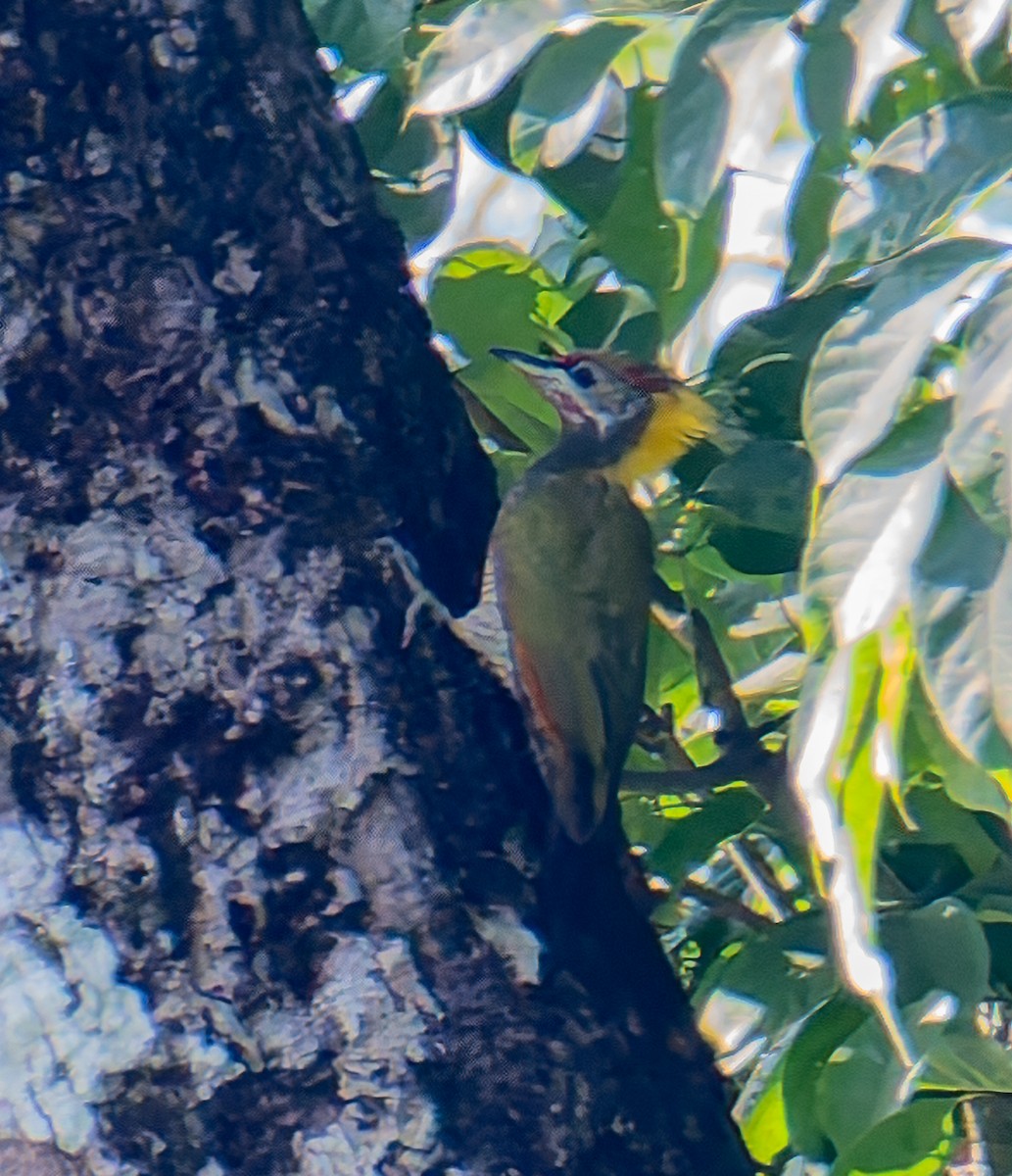 Lesser Yellownape - ML645052845