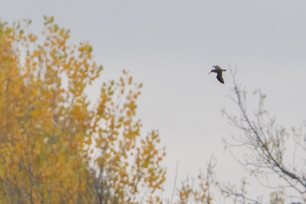 Jack Snipe - ML645052860