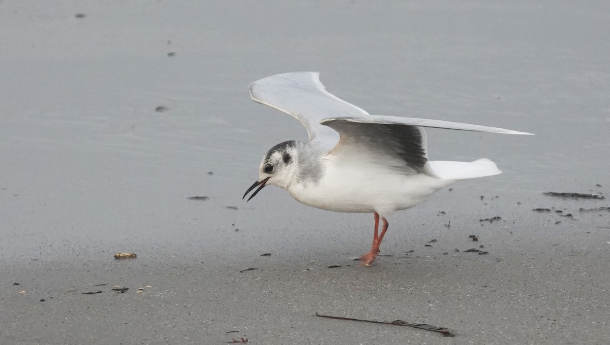 Little Gull - ML645052870