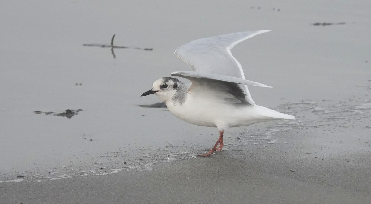 Little Gull - ML645052906