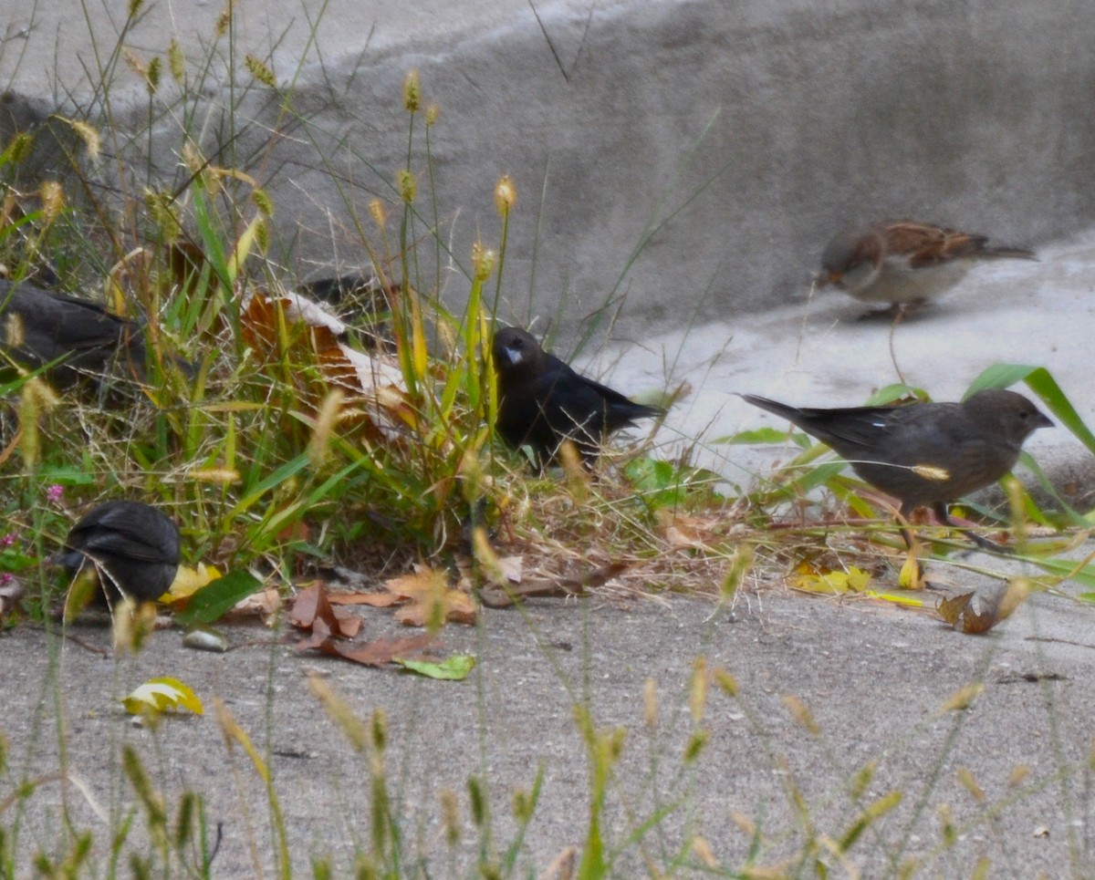 Braunkopf-Kuhstärling - ML645052912