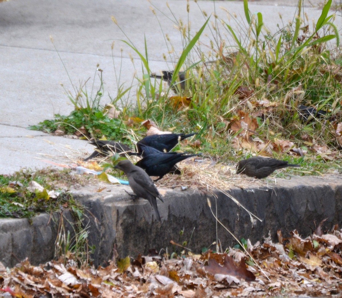 Braunkopf-Kuhstärling - ML645052913