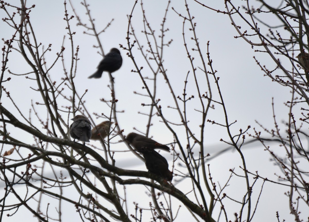 Braunkopf-Kuhstärling - ML645052914