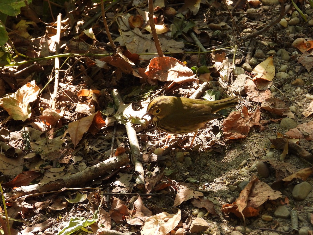 Ovenbird - ML645052922