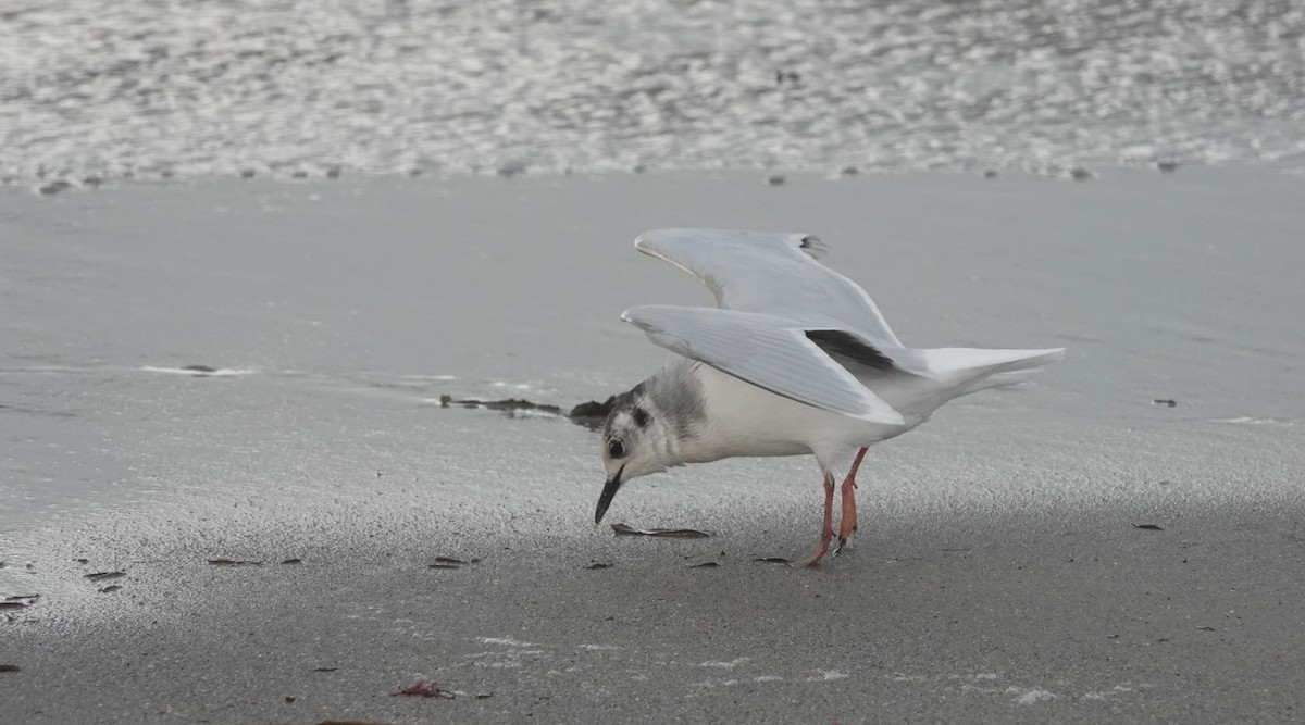 Little Gull - ML645052924