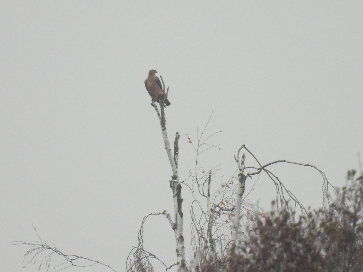 Eurasian Goshawk - ML645052930
