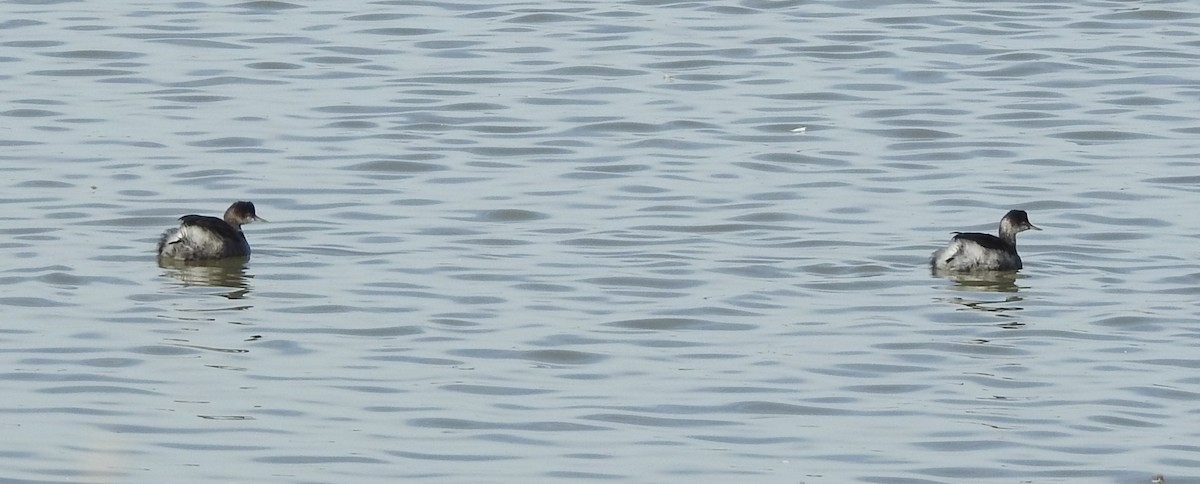 黑頸鸊鷉 - ML645052937