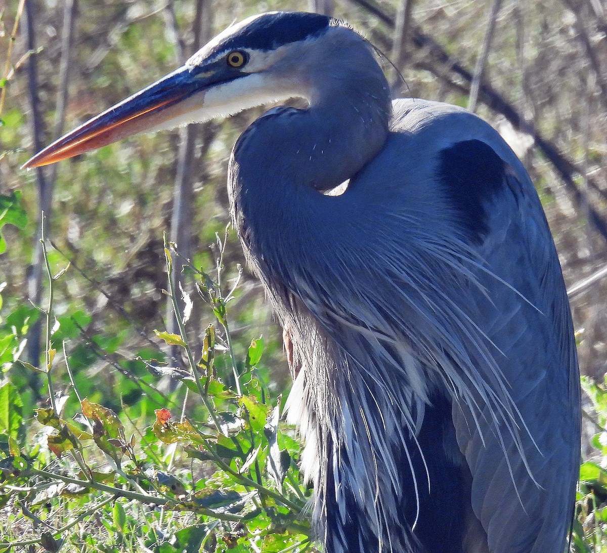 Great Blue Heron - ML645052941
