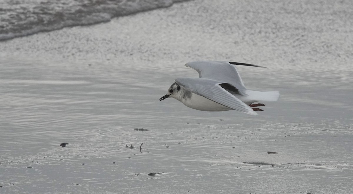 Little Gull - ML645052942