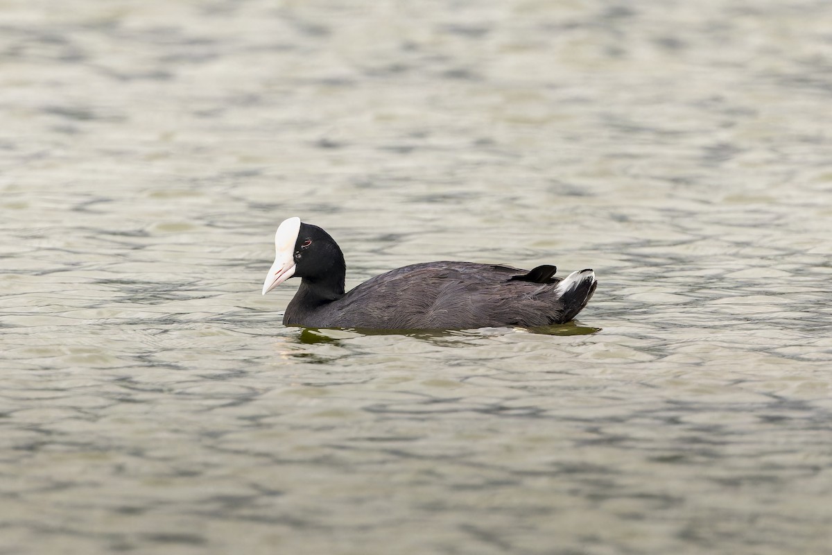 Hawaiian Coot (White-shielded) - ML645052945