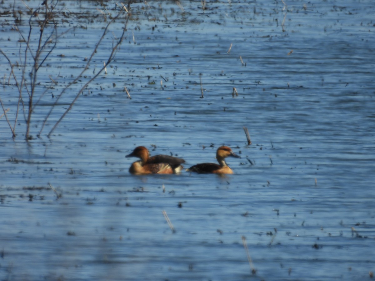 Fulvous Whistling-Duck - ML645052946