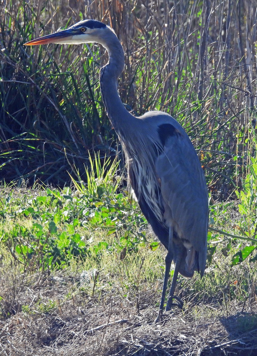 Great Blue Heron - ML645052948