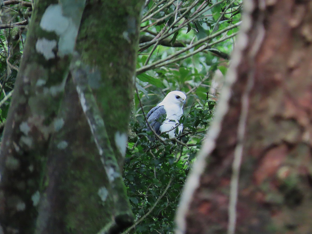 White-necked Hawk - ML645052949