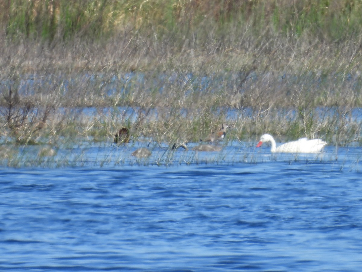 Coscoroba Swan - ML645052951