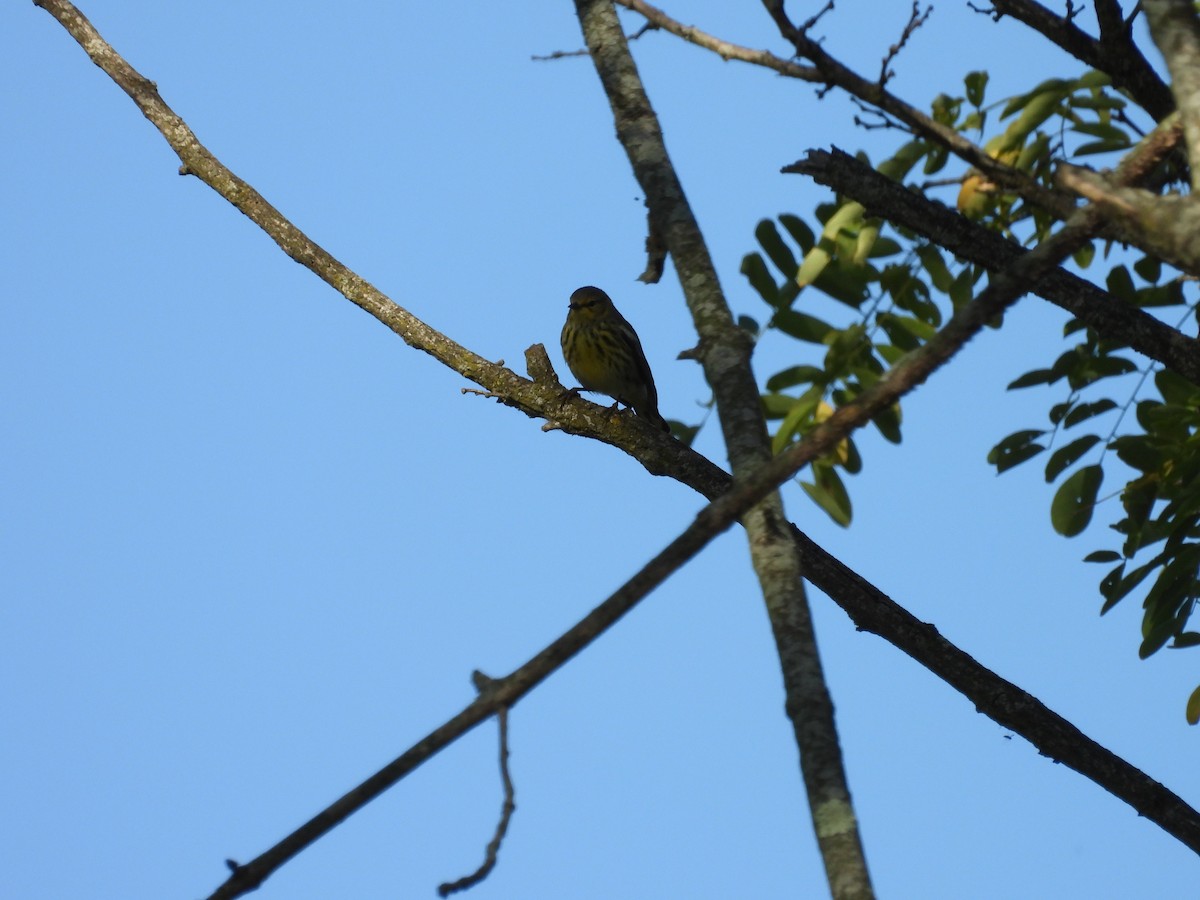 Cape May Warbler - ML645052955