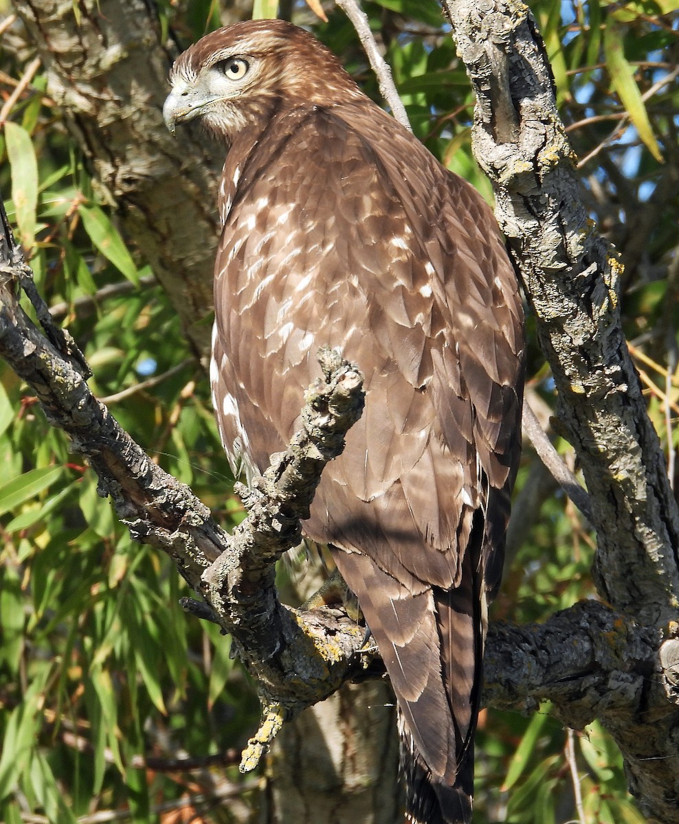 Red-tailed Hawk - ML645052963