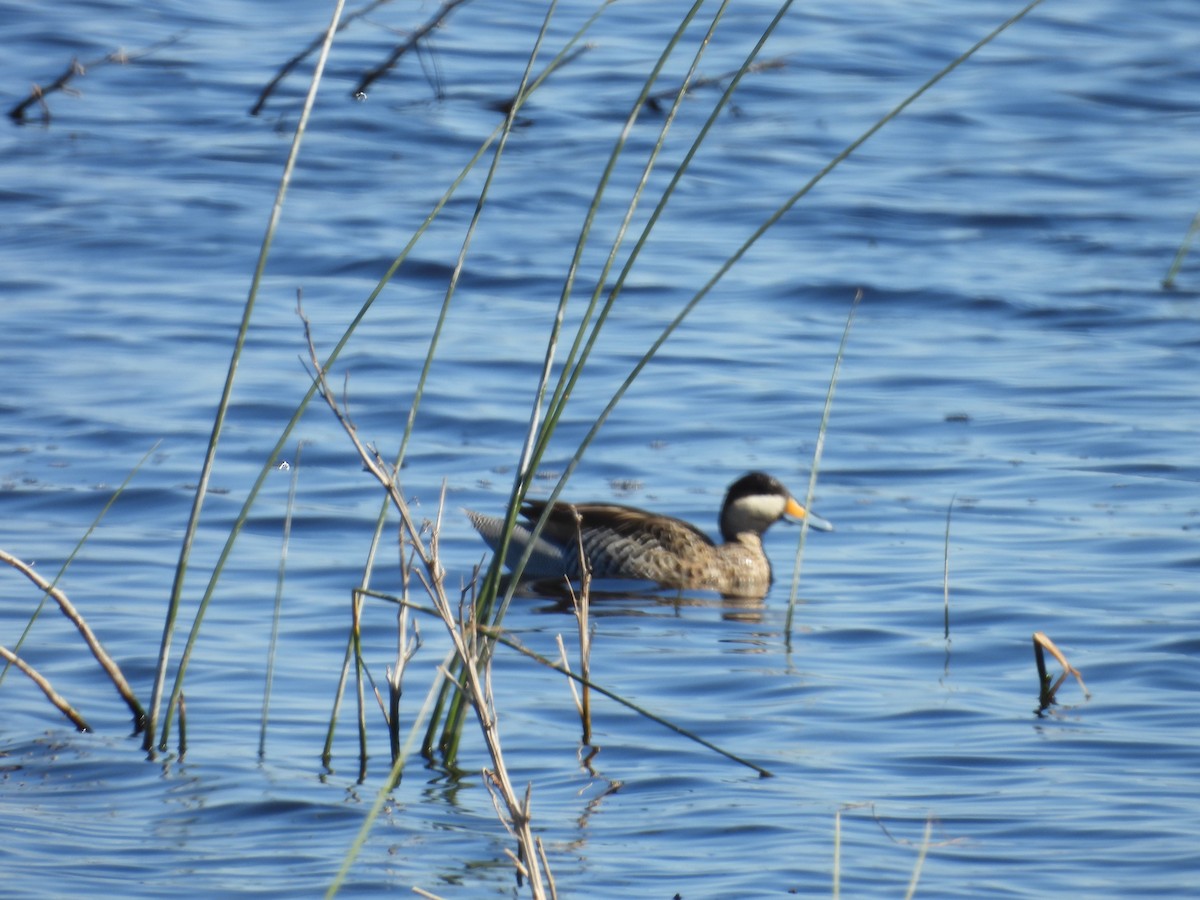 Silver Teal - ML645052964