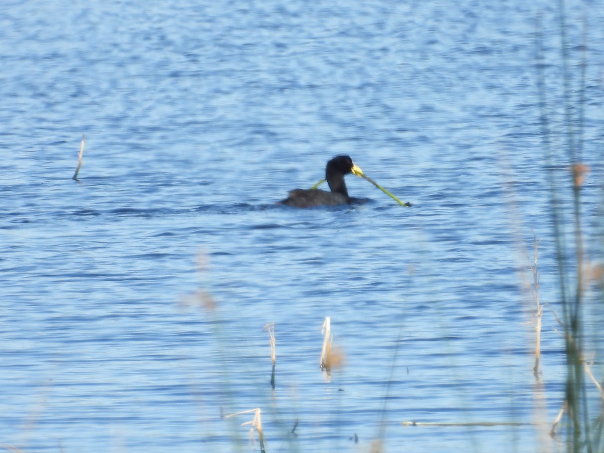Red-gartered Coot - ML645052974