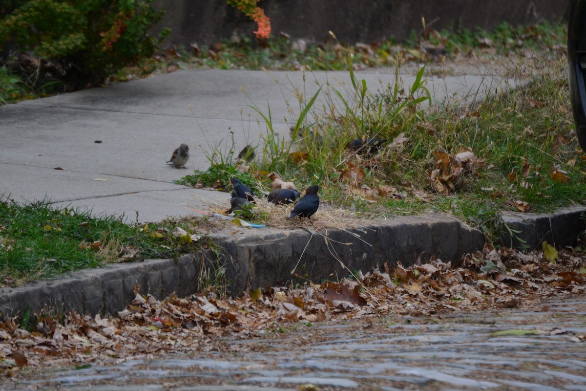 Braunkopf-Kuhstärling - ML645052976