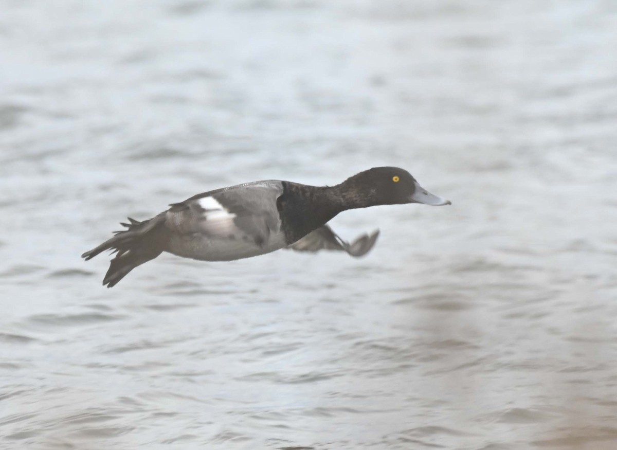 Fuligule milouinan - ML645052980