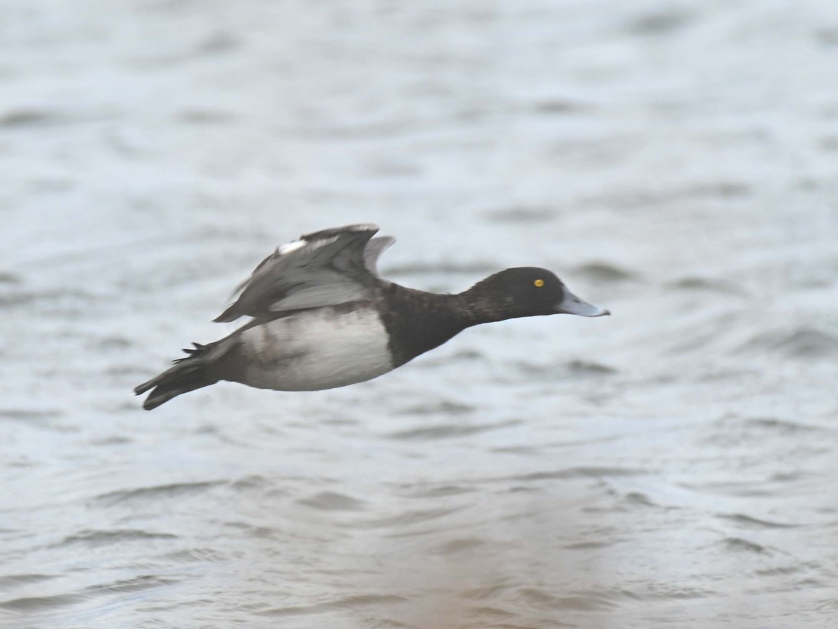 Fuligule milouinan - ML645052981