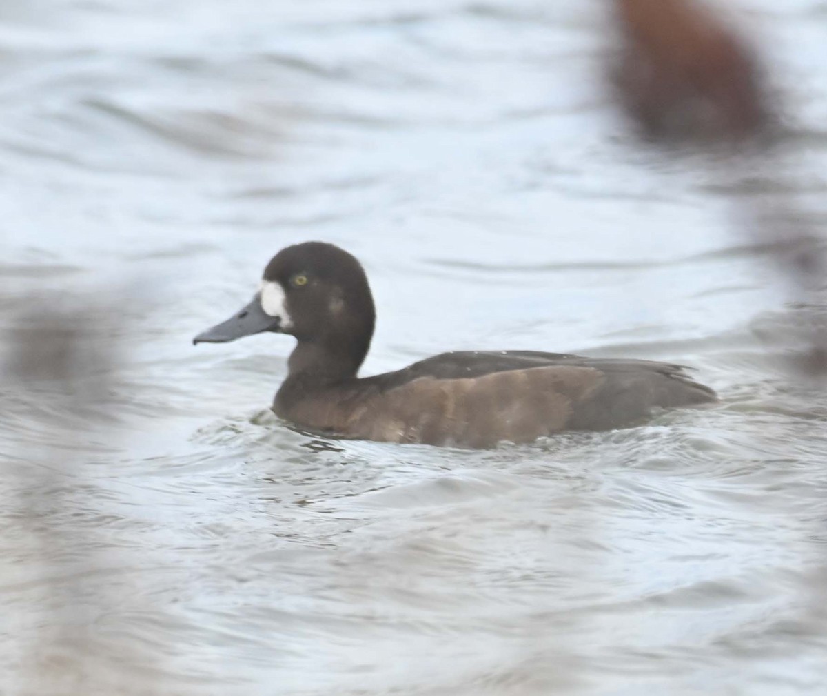 Fuligule milouinan - ML645052982