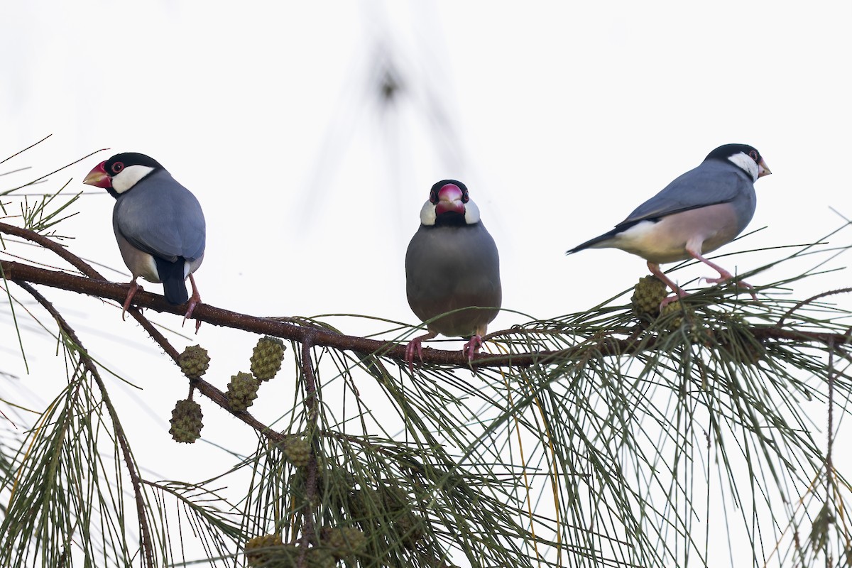 Java Sparrow - ML645052988