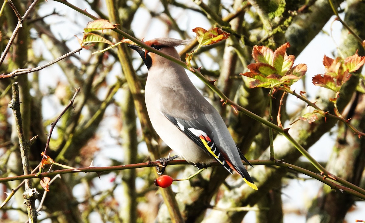 Bohemian Waxwing - ML645052989