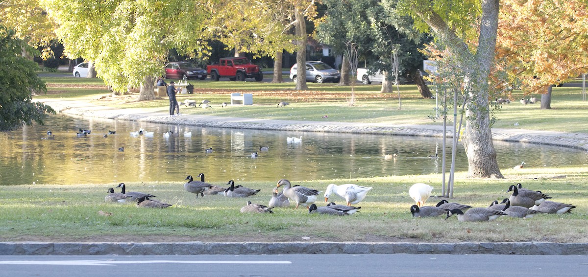 Graylag Goose (Domestic type) - ML645052992