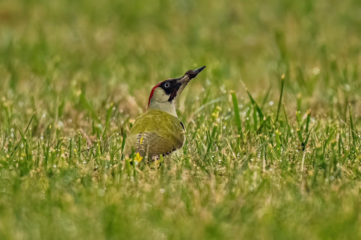 Eurasian Green Woodpecker - ML645052994