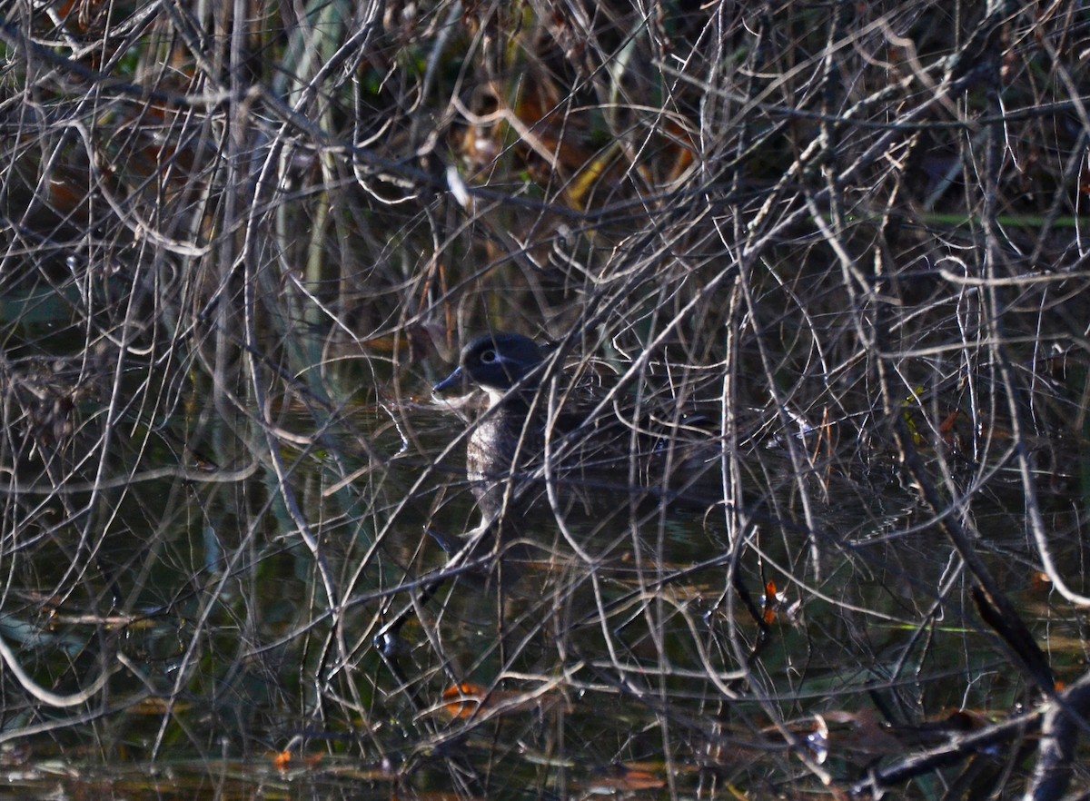 Anatra sposa - ML645052995