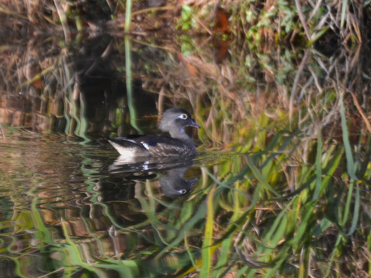 Anatra sposa - ML645052996