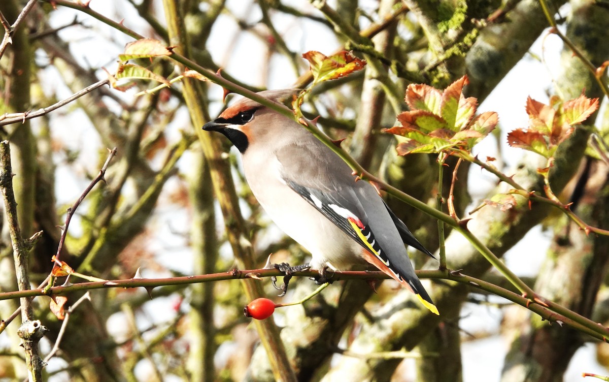 Bohemian Waxwing - ML645053009
