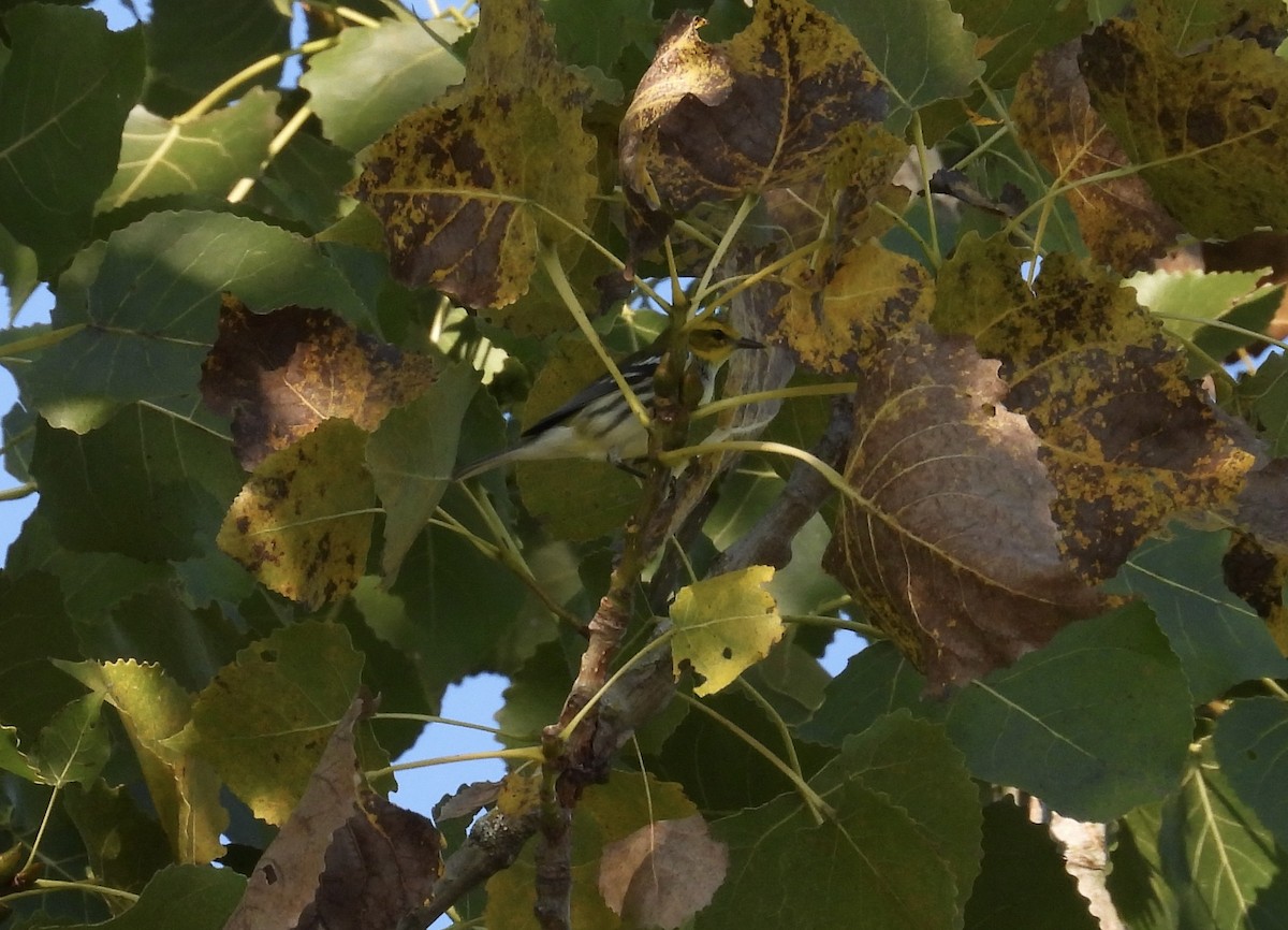 Black-throated Green Warbler - ML645053016
