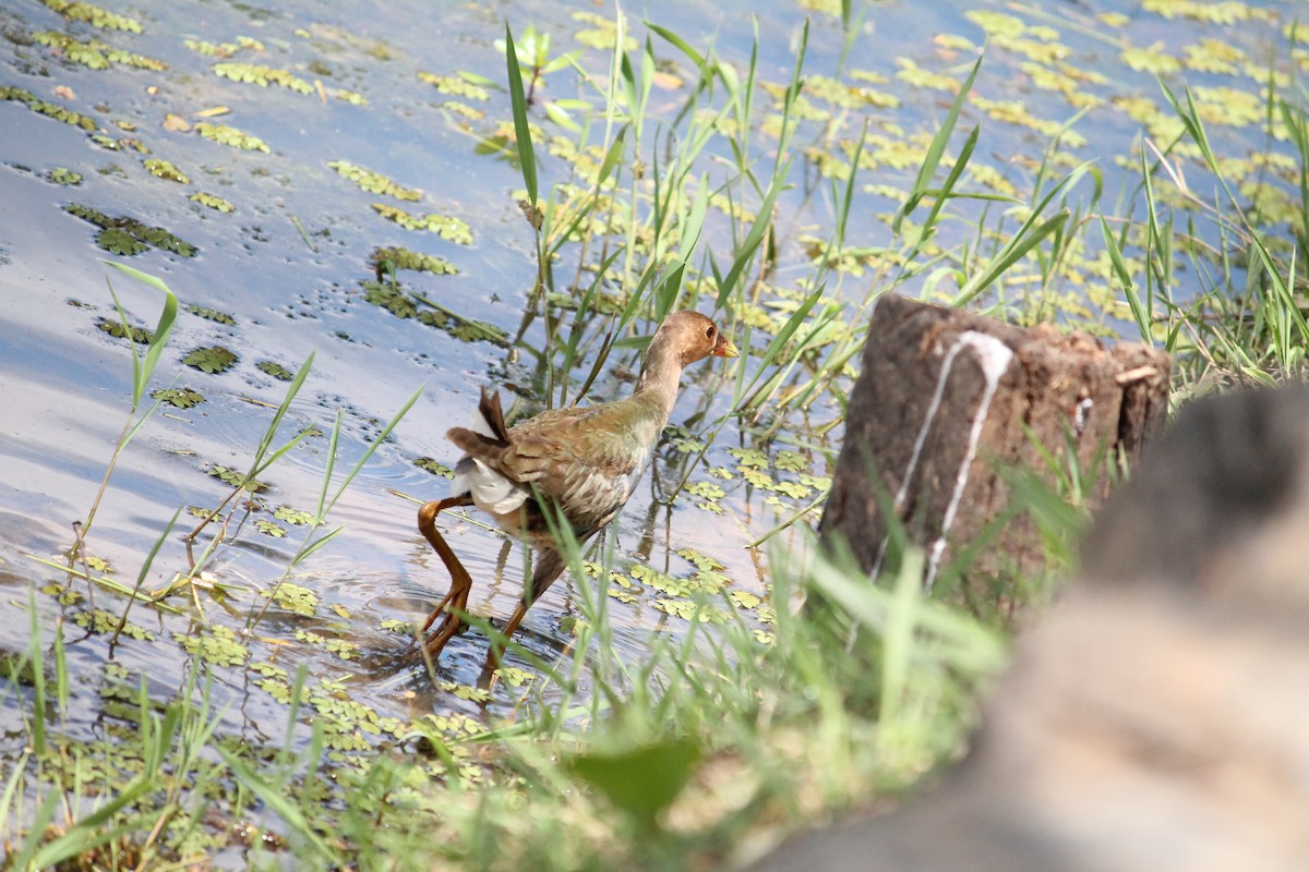 Uroilo urdin amerikarra - ML645053017