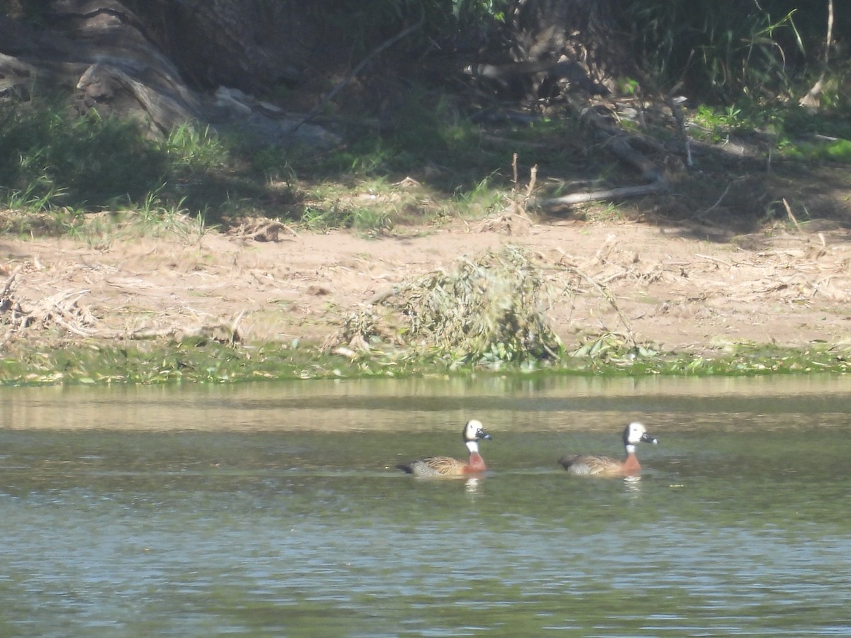 White-faced Whistling-Duck - ML645053018