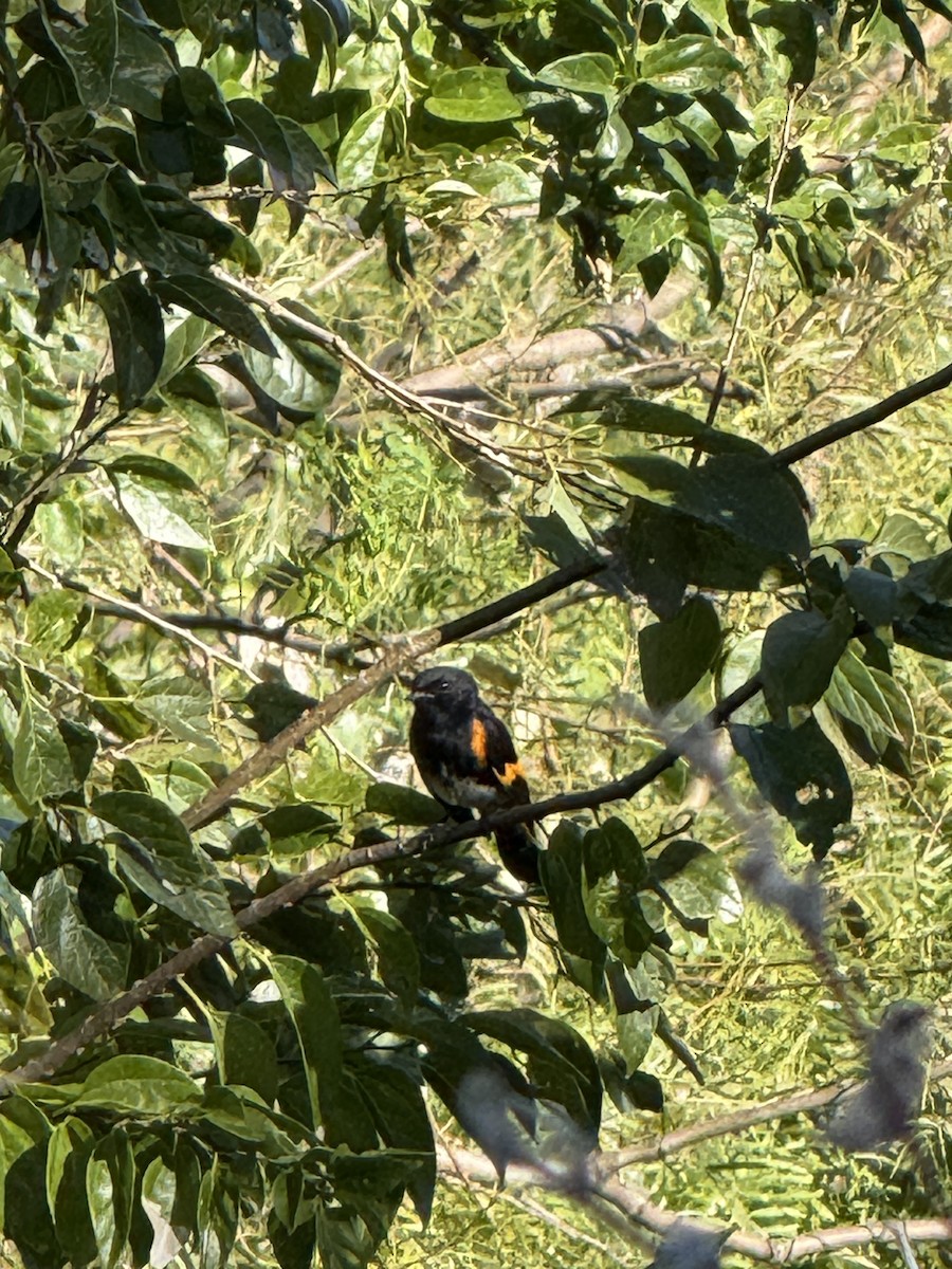 Горихвостковая древесница - ML645053019