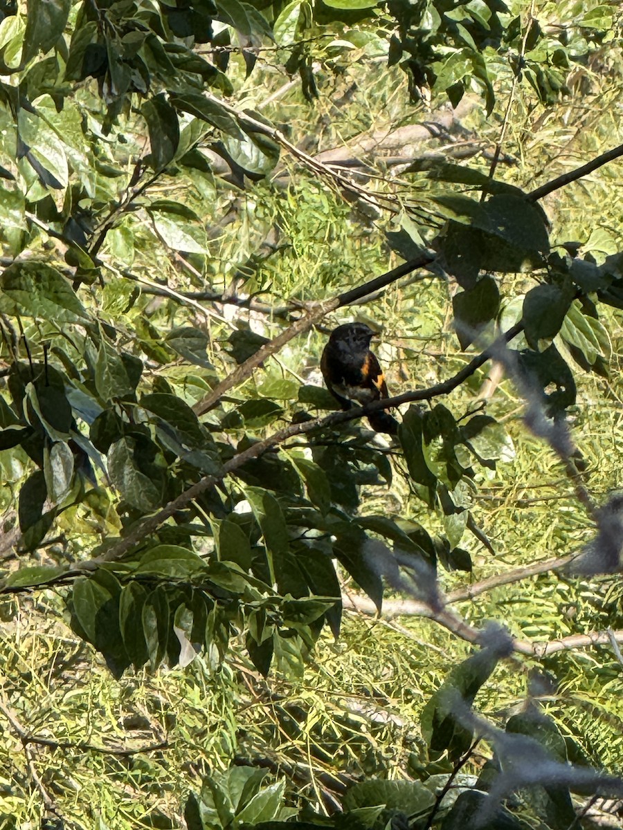 Горихвостковая древесница - ML645053021