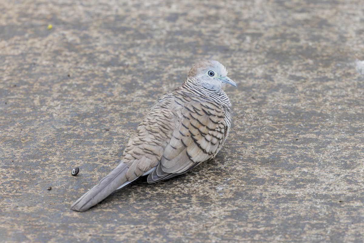 Zebra Dove - ML645053023