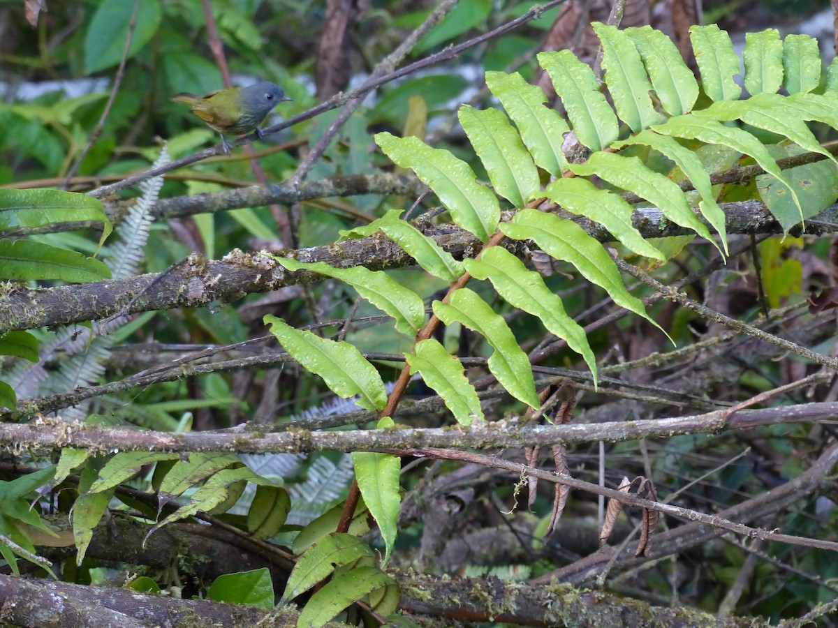 Streak-necked Flycatcher - ML645053024